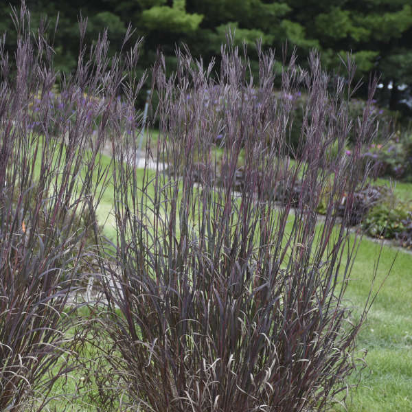 Blackhawks Big Bluestem