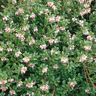 Common Bearberry