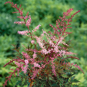 Delft Lace Astilbe