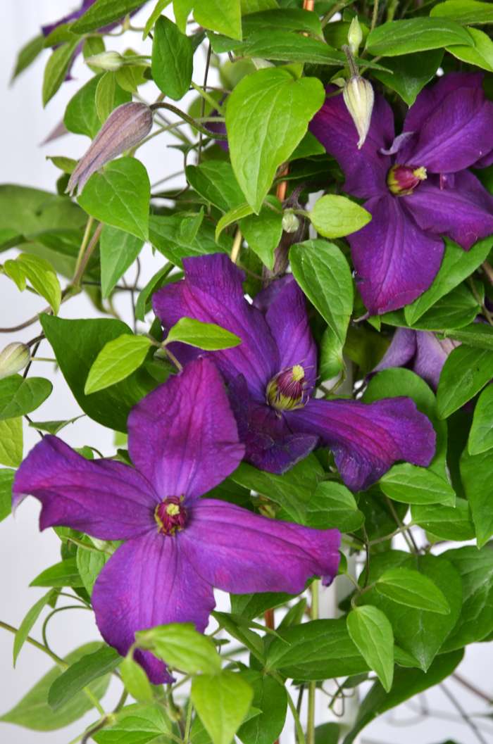 Ayako Clematis (Evipo112)