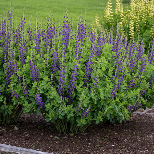 Sparkling Sapphires False Indigo
