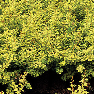 Dwarf Golden Barberry