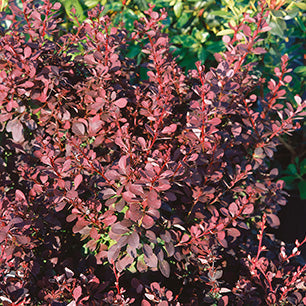 Ruby Carousel® Barberry