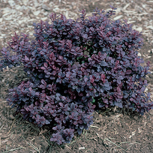 Concorde Barberry
