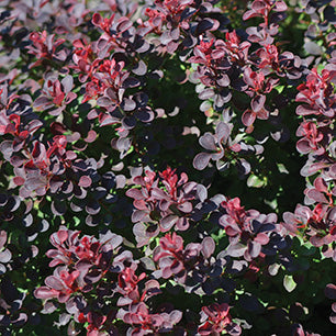Royal Burgundy® Barberry