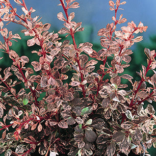 Rose Glow Barberry