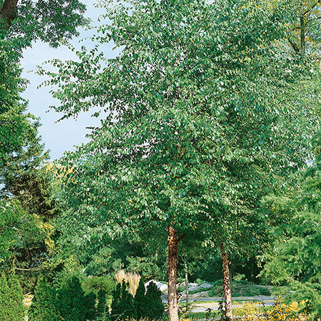 Heritage® River Birch Clump