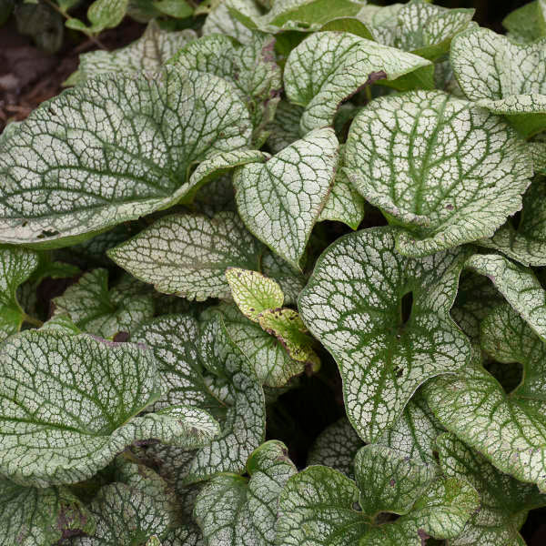 Queen of Hearts Heartleaf Brunnera
