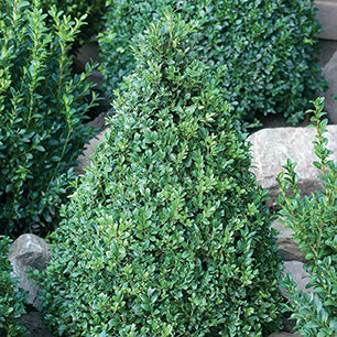 Green Mountain Pyramid Boxwood