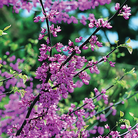 Eastern Redbud Multi Stem