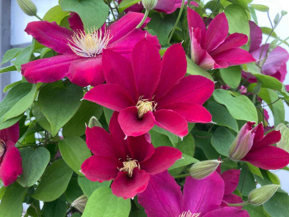 Issey™ Boulevard® Clematis