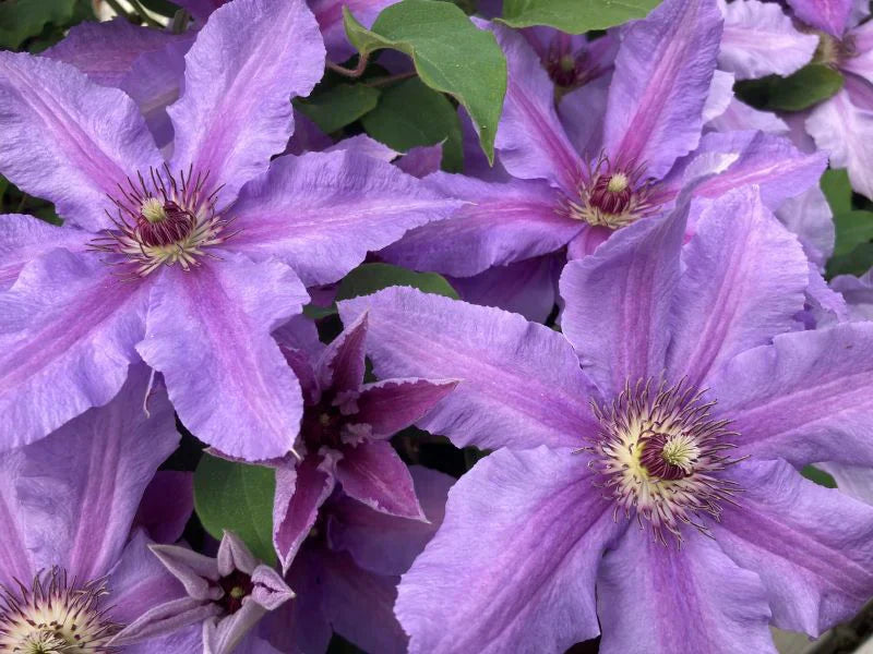 Tumaini™ Clematis
