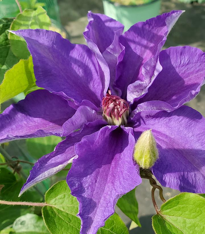 Lindsay™ Clematis