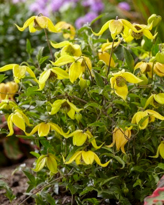 Little Lemons Clematis