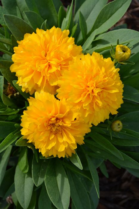 Solanna™ Golden Sphere Tickseed
