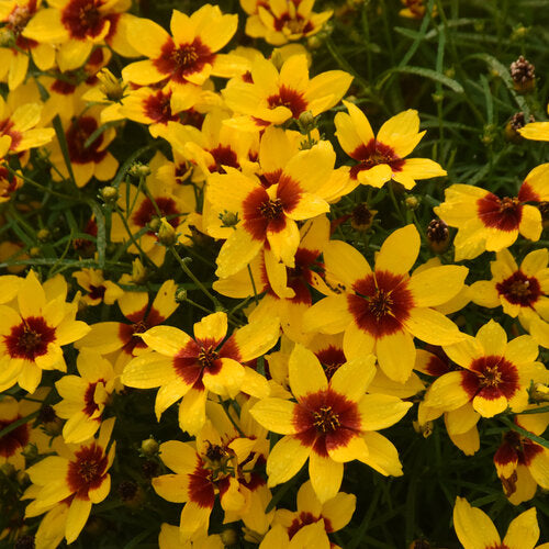 Golden Needles Tickseed
