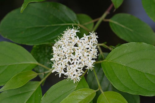 Silky Dogwood