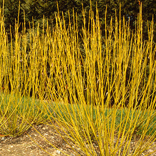 Bud’s Yellow Dogwood