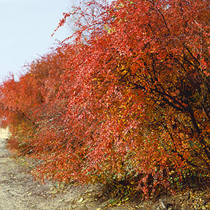 Peking Cotoneaster