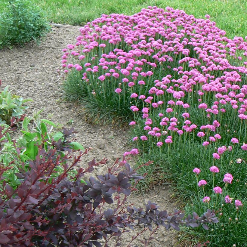 Thrift - Armeria maritima &