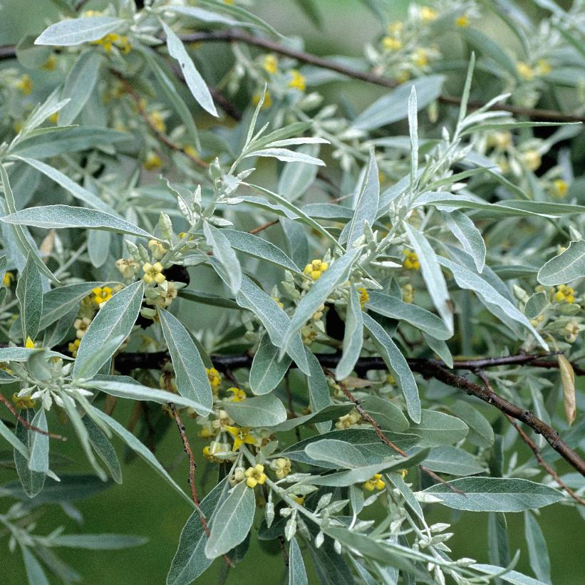 Russian Olive