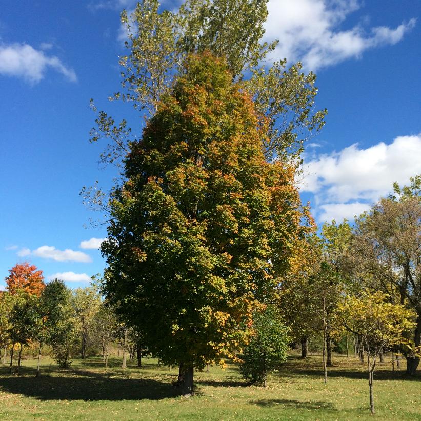 Columnar Sugar Maple