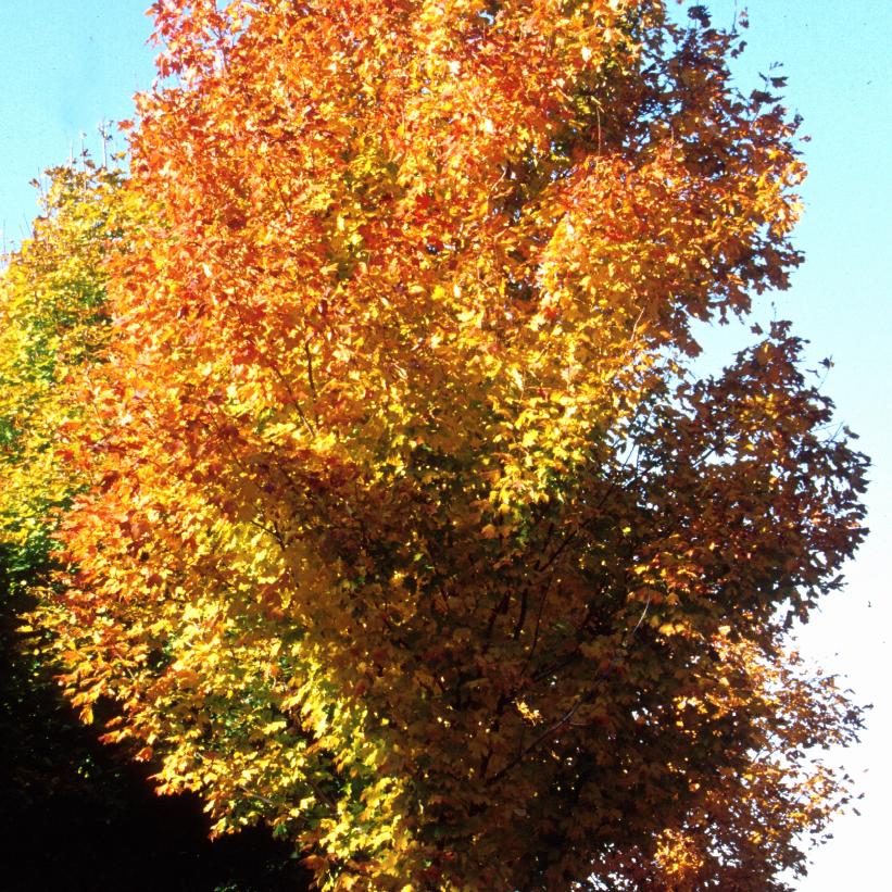 Green Mountain Sugar Maple