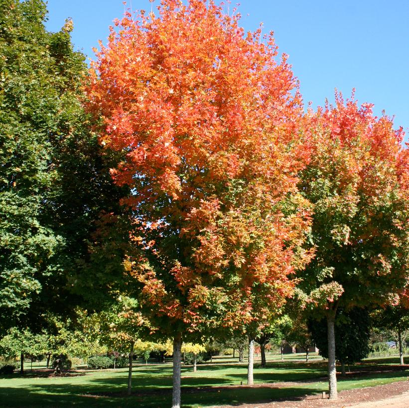 Legacy Sugar Maple