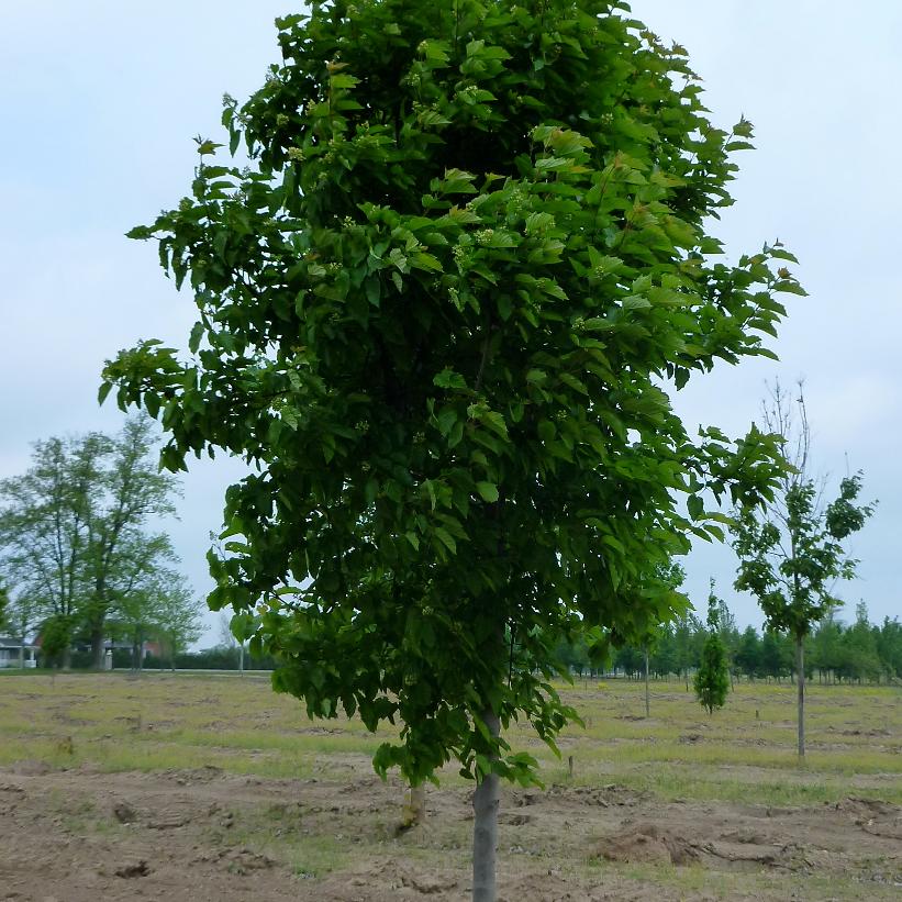 Tatarian Maple