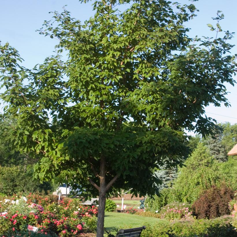 Three-flower Maple