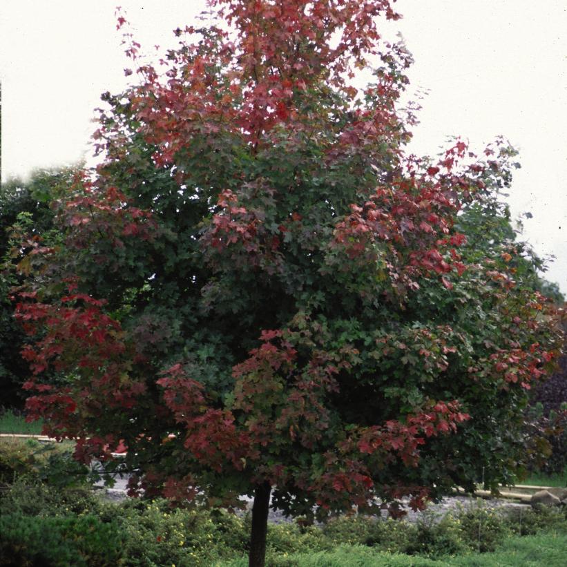Pacific Sunset® Maple