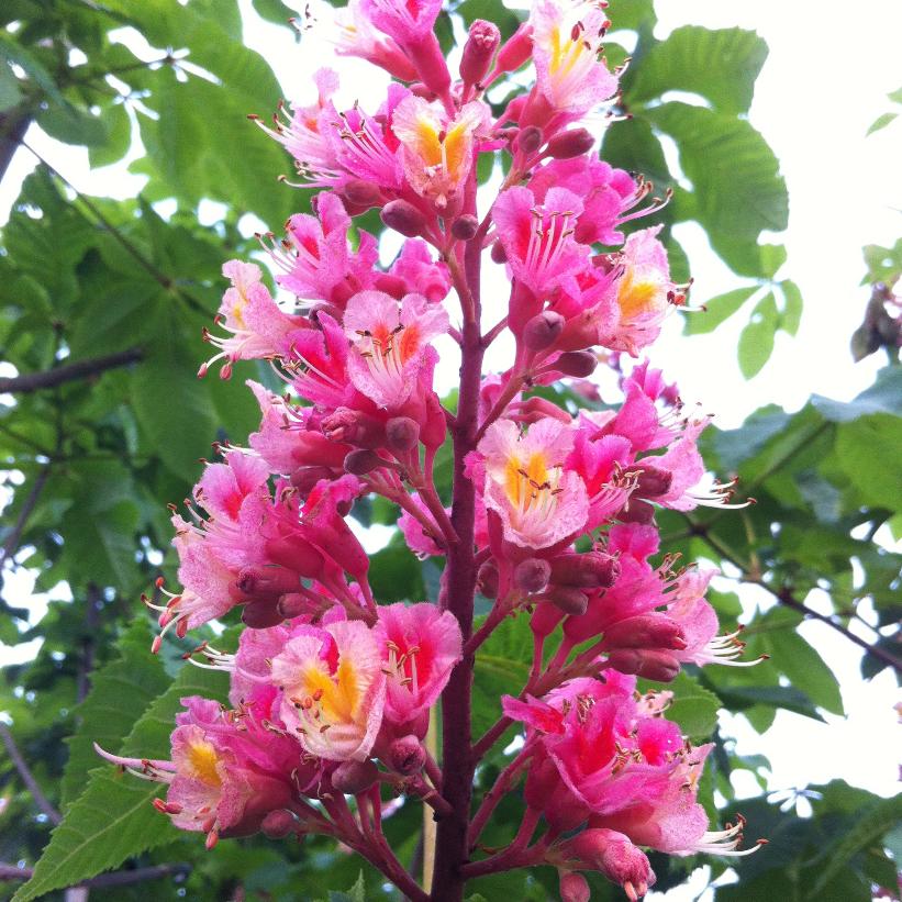 Ruby-red Horsechestnut
