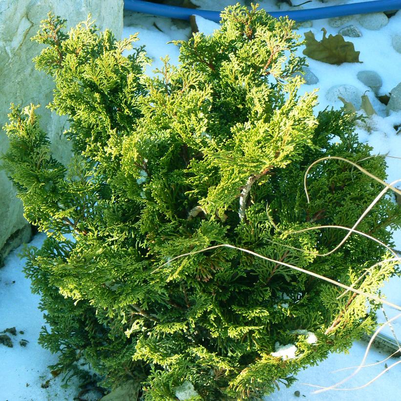 Templehof Hinoki Falsecypress