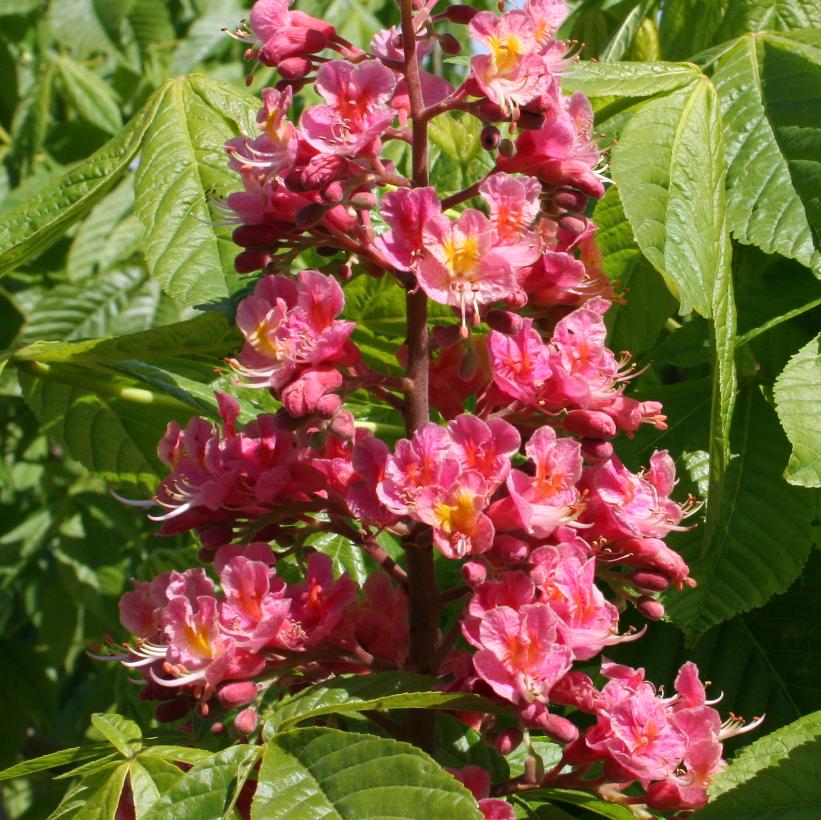 Fort McNair Horsechestnut