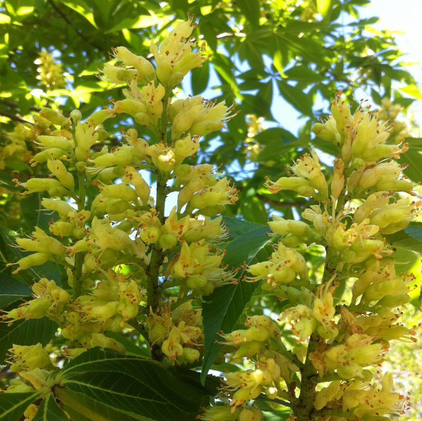 Ohio Buckeye