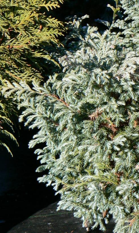 Boulevard Falsecypress, Dwarf Blue Falsecypress