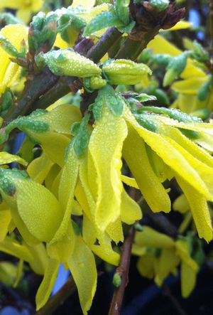 Lynwood Gold Forsythia