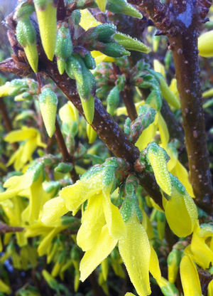 Spectabilis Showy Forsythia