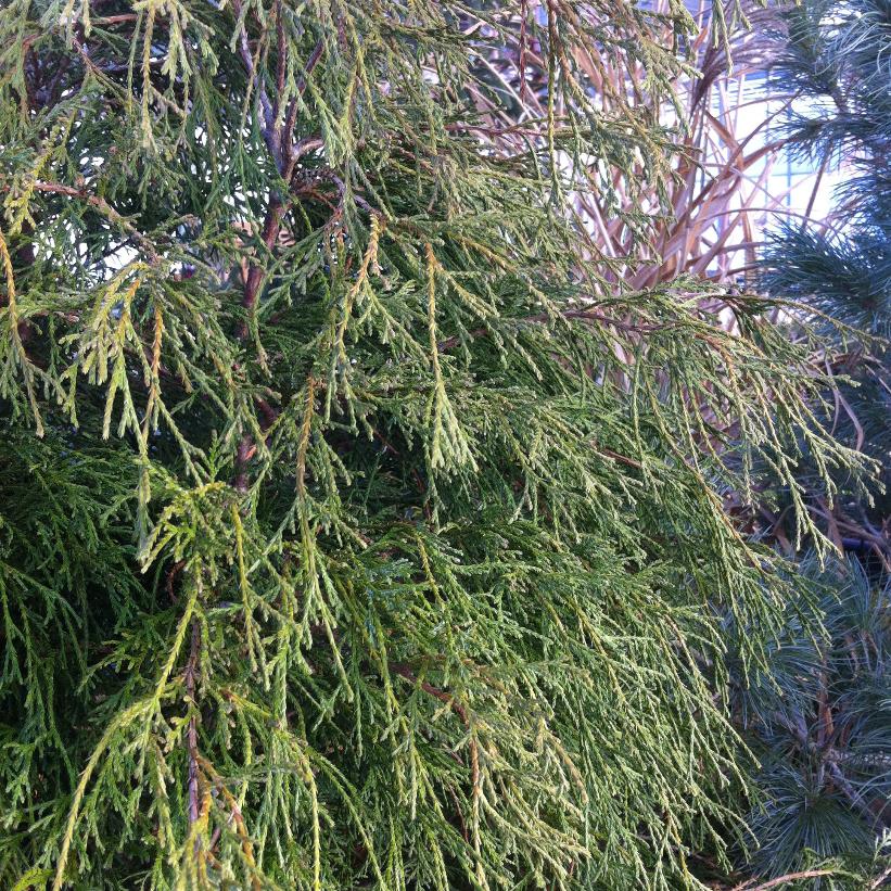 Threadleaf Falsecypress, Threadleaf Japanese Falsecypress