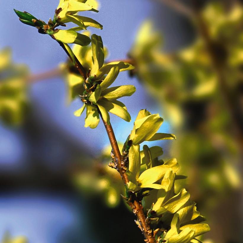 Northern Gold Forsythia