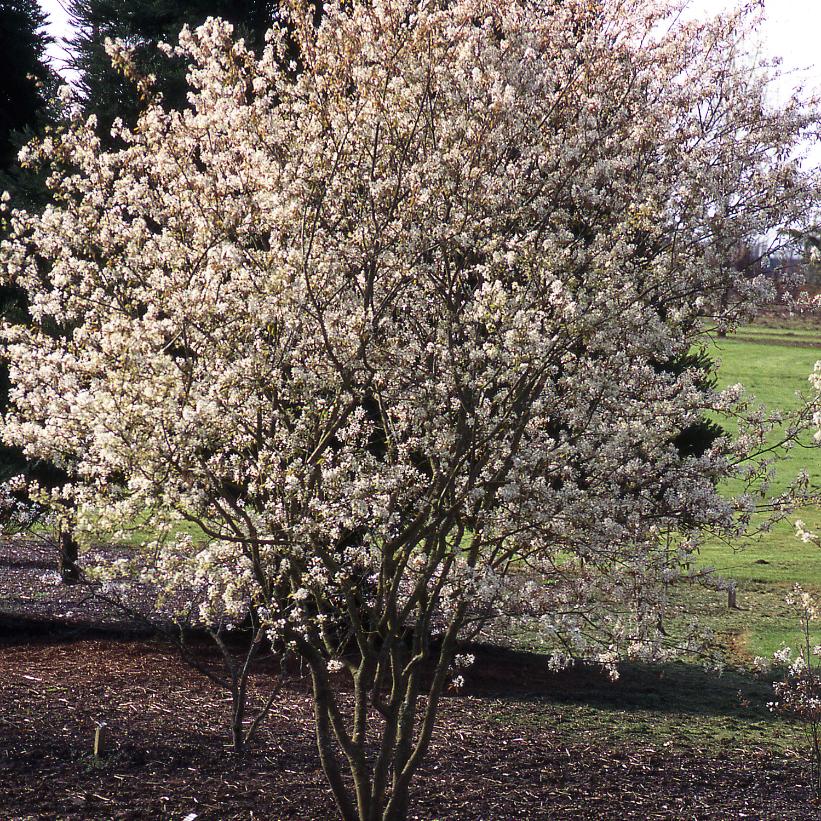 Autumn Brilliance Serviceberry - Amelanchier x grandiflora &