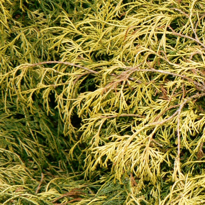 Dwarf Golden Threadleaf Falsecypress, Dwarf Golden Threadleaf Japanese Falsecypress - Chamaecyparis pisifera &