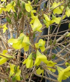 Weeping Forsythia