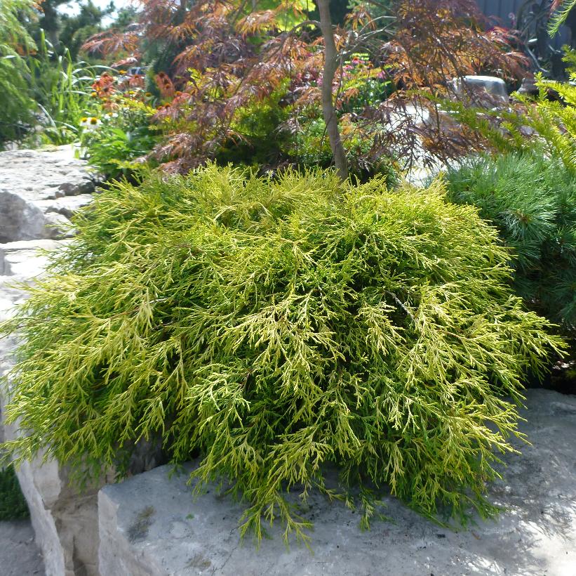 Sungold Falsecypress, Sawara Cypress