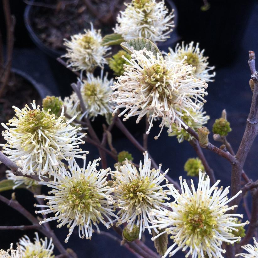 Dwarf Fothergilla