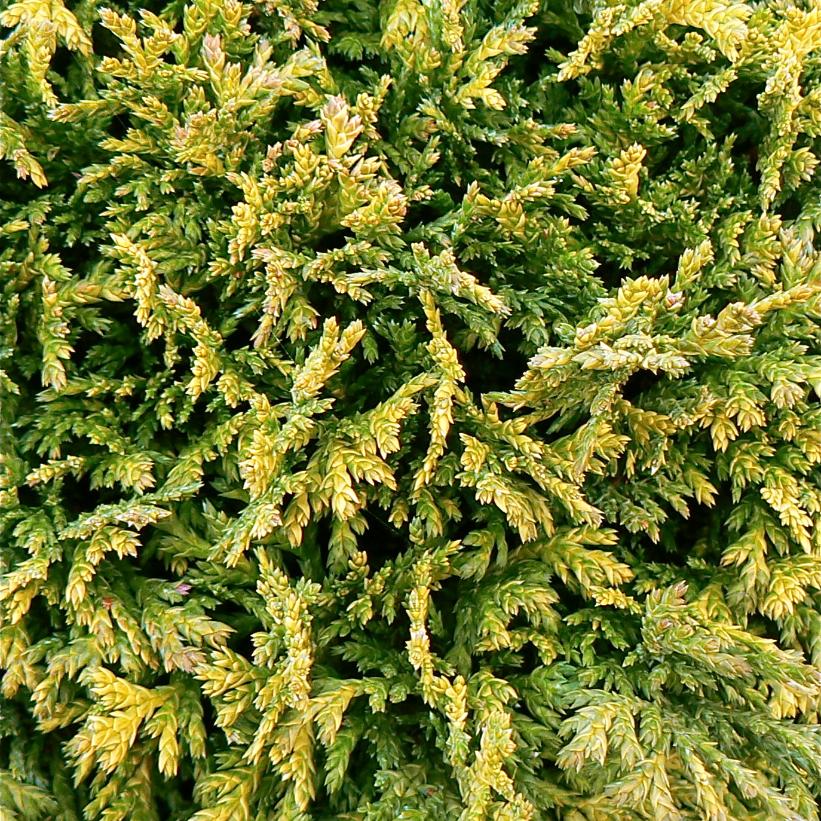 Golden Pincushion Falsecypress, Golden Pincushion Dwarf Moss Falsecypress