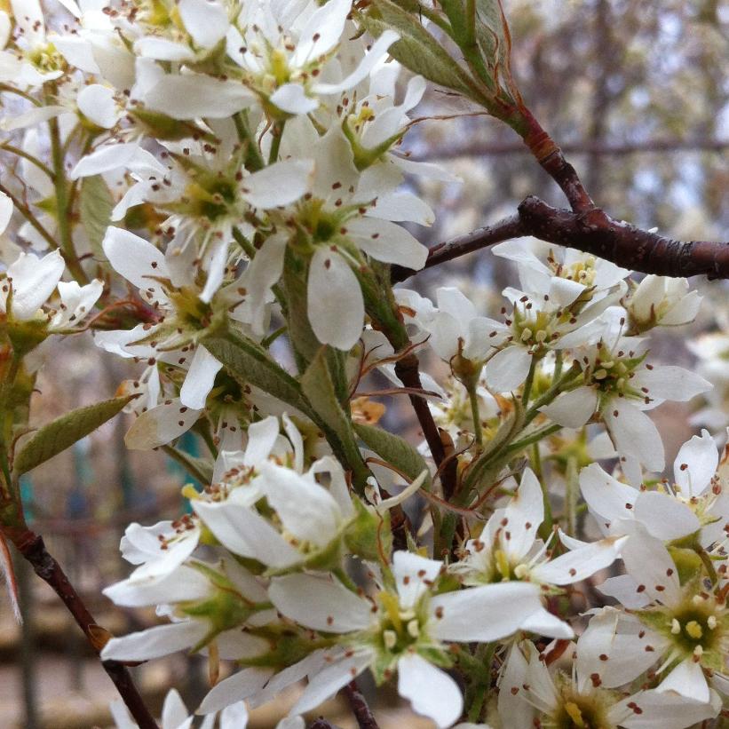 Cumulus Serviceberry