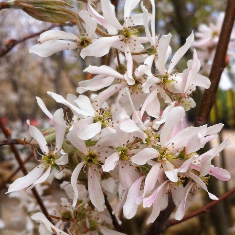 Robin Hill Serviceberry