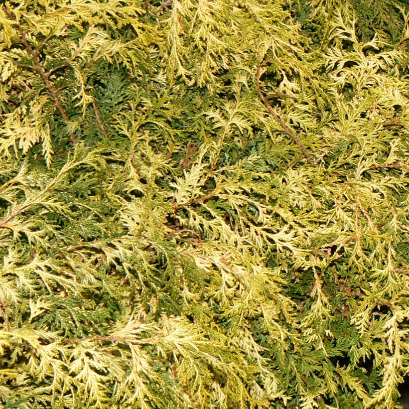 Gold Spangle Falsecypress, Gold Spangle Japanese Falsecypress