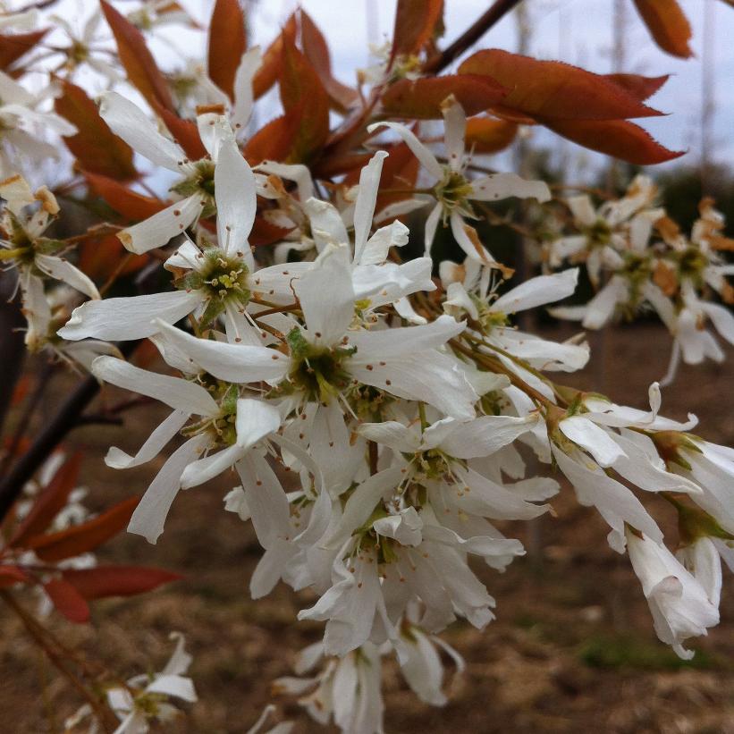 Spring Flurry® Serviceberry